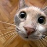Фото профиля cuteanimals86