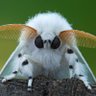 Bombyx mori 的头像