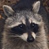 Sneeding Raccoon's profile picture