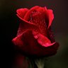Jorge Romero's profile picture