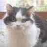 Karen Parnell's profile picture