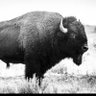 Buffalo Stadium Live 的头像