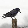 Corbeau Noiraud profil fotoğrafı