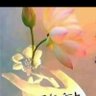 UC-sakya's profile picture