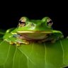 🌴🐸🌱 的头像