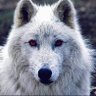 The White Wolf 的头像