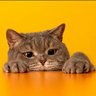 Cute Animals Central 的头像