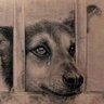 King 的头像