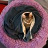 Profilbild von gatugordo