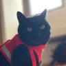 迷子猫の黒猫クロちゃんの捜索のアカウントです 的头像