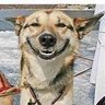 Pot Dogg 的头像