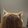 麻辣奶茶(痺れる辛さ) profil fotoğrafı