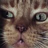 Soulful Whimsy Of A Hedge Fund Manager's profile picture