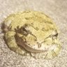 big frog's profile picture