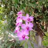 Anggrek652 profil fotoğrafı