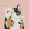 🐋🐈 ฉันรักธรรมชาติและแมว's profile picture