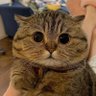 卖情趣苦茶子的 profil fotoğrafı