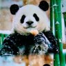 Profilbild von hailanzhixin