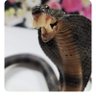 Ramen Rider's profile picture