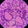 Dr. P.A.S.G.'s profile picture