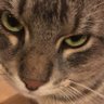 A la gatita 的头像