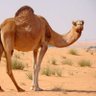 الف_شين 的头像