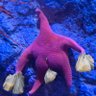 ImNotaStarFish profil fotoğrafı