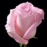 Profilbild von ஆனந்த தாண்டவன்