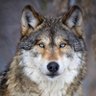 Profilbild von The Wolf Prince