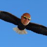 The Bald Eagle 的头像