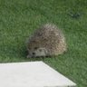 Фото профиля دعم محيسن 🦔🤍