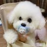 Dogs Are Family's profile picture