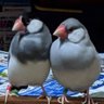 Profilbild von じゃがりこ 分身〜♪