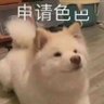 小狗爱吃肉 profil fotoğrafı