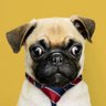 the_Liberal Doctor (उदारवादी वैद्य) profil fotoğrafı
