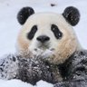 食铁兽 的头像