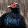 Schwarzer Fasan profil fotoğrafı