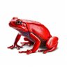 Redfrog's profile picture