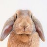 うさぎのはな's profile picture