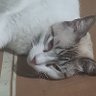 Alloxx 的头像