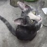 kiwa profil fotoğrafı