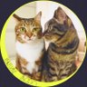 salut_mozc(ねこ)'s profile picture