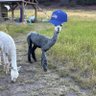 SeahawksLlama's profile picture