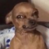 Carlos Dominguez's profile picture
