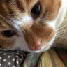 テツヤ's profile picture
