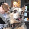 Agnes Jean Healey's profile picture