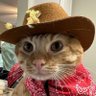 Profilbild von kowboy_kitty