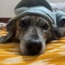 Abhi profil fotoğrafı