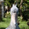 Regulus (Cor Leonis) 的头像