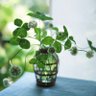 Clover☘️'s profile picture